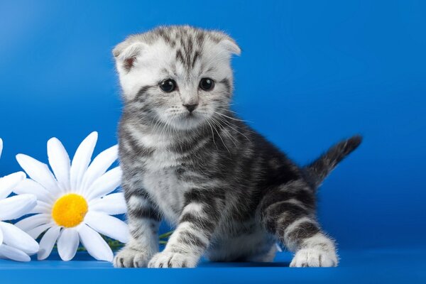 Chaton mignon et marguerites blanches comme neige