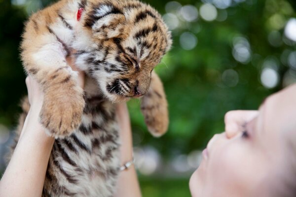 A hand-made pet tiger cub in the hands of a girl