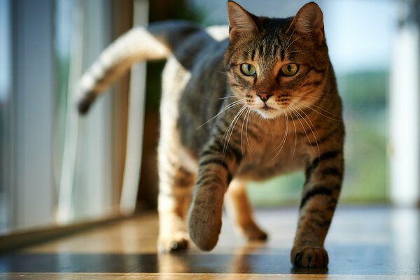 Eine Katze schleicht sich durch einen Raum, der von Sonnenlicht durchflutet ist