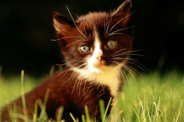 Macro photography of a black kitten on the grass