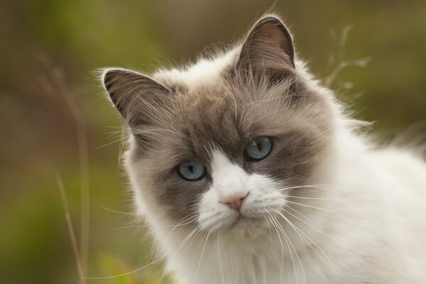 Hermoso gato de ojos azules en el fondo de la naturaleza