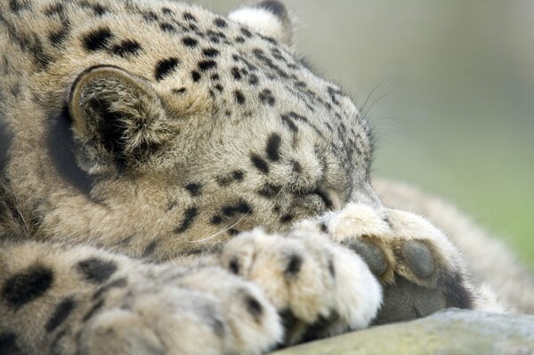 Snow Leopard dort en toute sécurité