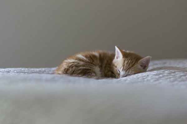 Petit chaton dort sur une couverture blanche