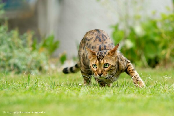 Striped cat hunts in nature