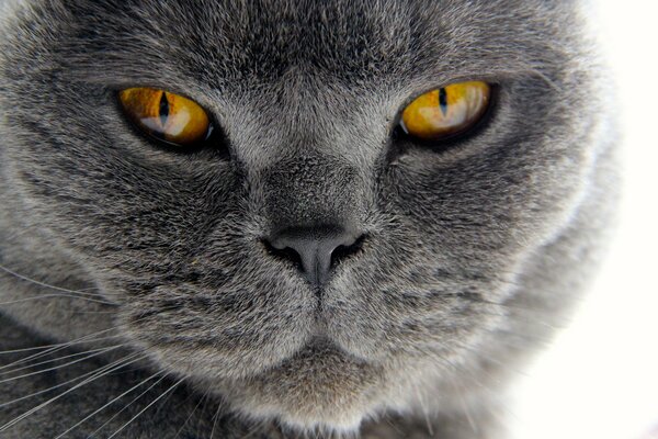 The muzzle of a cat with orange eyes