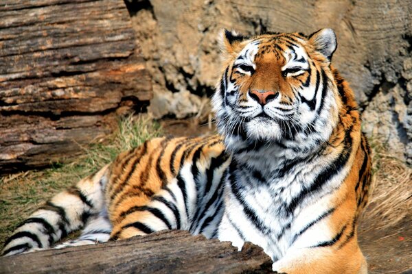 Der Tiger wärmt sich in der Sonne. Wald Räuber