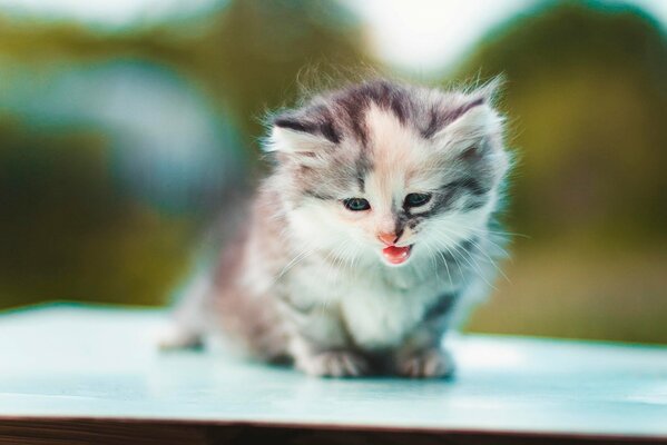 Pequeño gatito peludo maullando