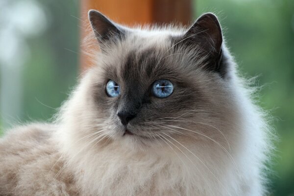 Chat birman aux yeux bleus avec un regard charmant