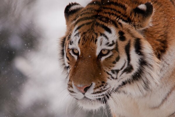 Bella tigre sulla neve