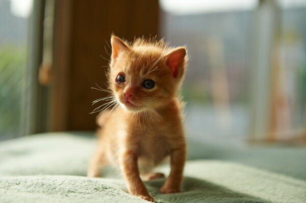 A small red kitten on a soft blanket