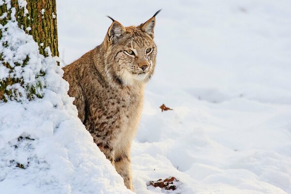 Luchs in der Nähe eines Baumes im Winter im Schnee