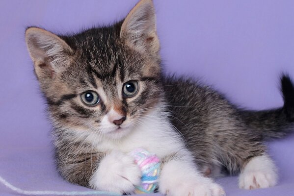 Le chaton tient un enchevêtrement dans ses pattes