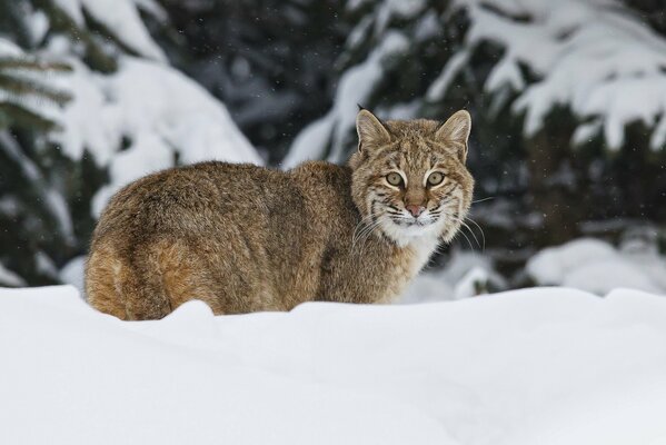 Foto di lince in un cumulo di neve