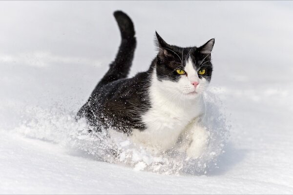 Gato blanco y negro caminando sobre la nieve