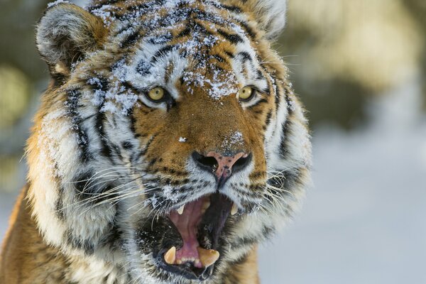 Tigre de Amur con hocico en la nieve