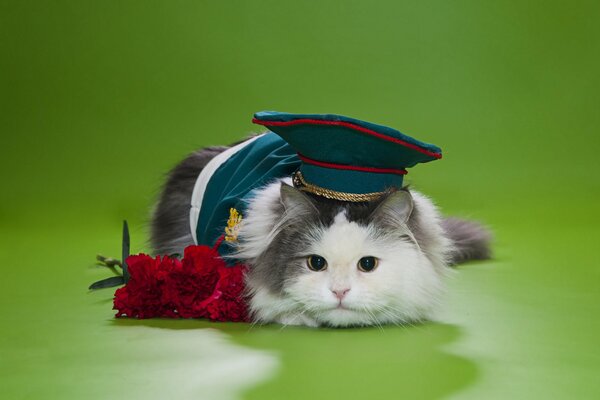 Flauschige Modellkatze mit Schirmmütze und Blumen