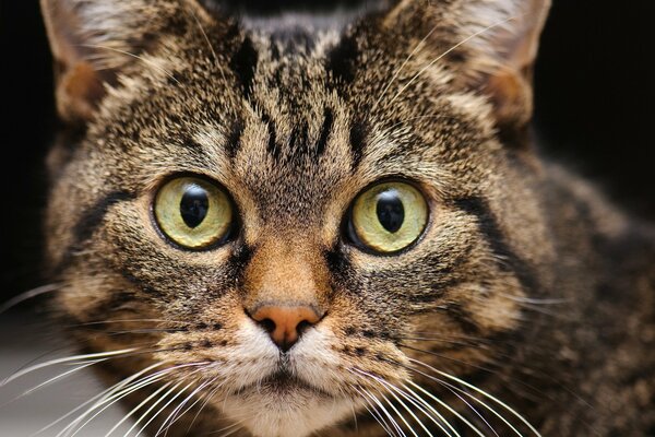 Chat aux yeux ronds surpris