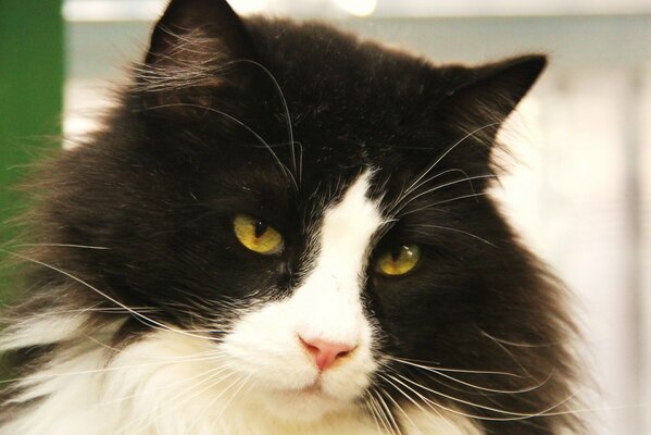 Gatto bianco e nero con uno sguardo sprezzante