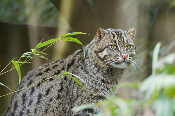 Ritratto di gatto pescatore nella foresta