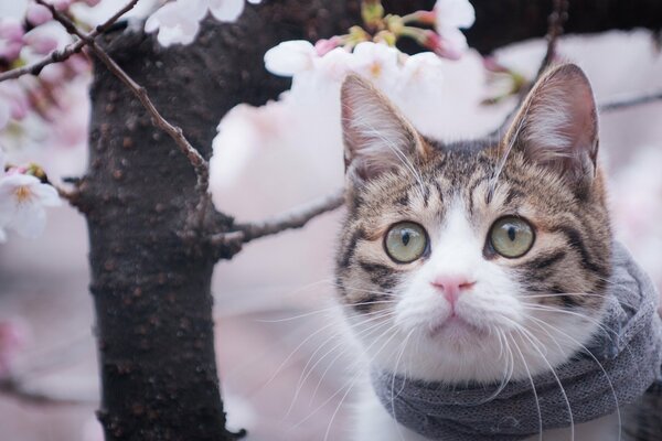 Sguardo primaverile della faccia del gatto