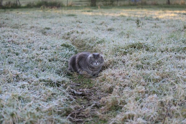 Sitting cat on frost