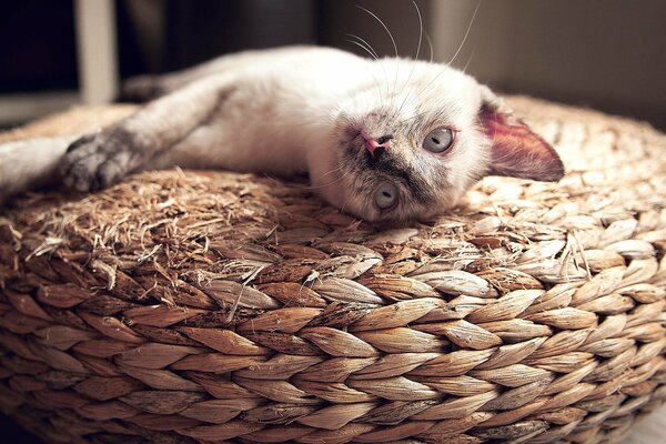 A white cat is lying on a basket