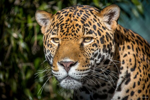 La mirada depredadora de un Jaguar en la distancia