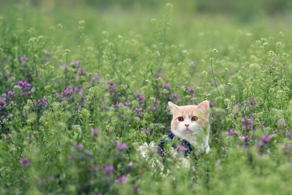 Gato rojo en un claro con flores