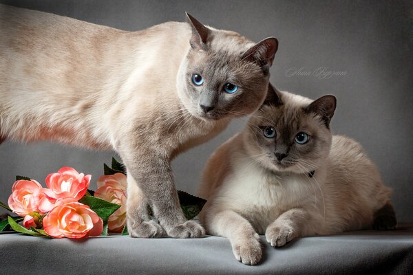 Gatto tailandese con gatto e fiori su sfondo grigio