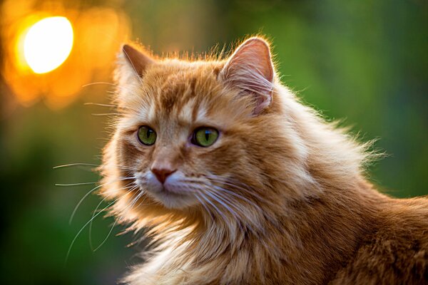 A ginger cat with green eyes