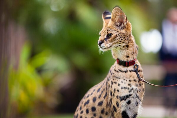 Jeune Serval en laisse dans la rue