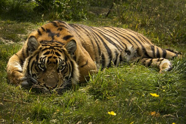 Ein Tiger liegt zwischen Gras