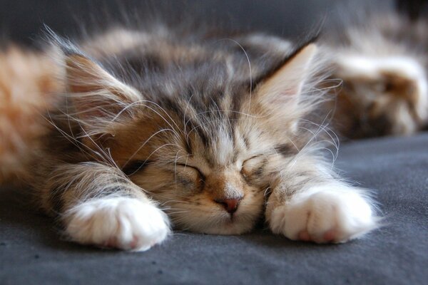 A small sleeping fluffy kitten