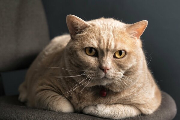 A cat with a beautiful muzzle on a chair