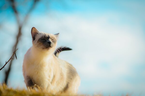 Gato en la felicidad en el viento