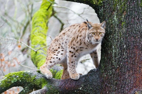 Jaguar on a tree branch in the moss