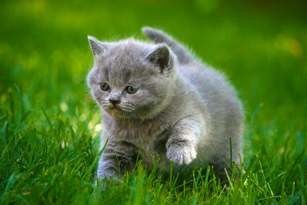 Chaton fumé se promène dans l herbe