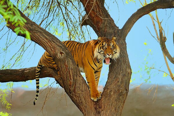 Tigre de Sumatra en un árbol