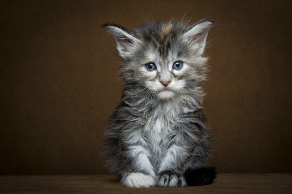 Gris triste gatito sentado