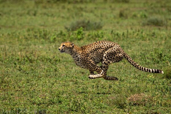 Grâce aux taches de guépard lors de la course