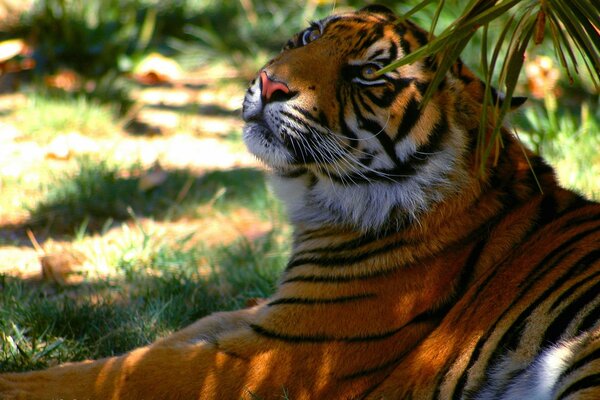 Der gestreifte Tiger ruht im Schatten