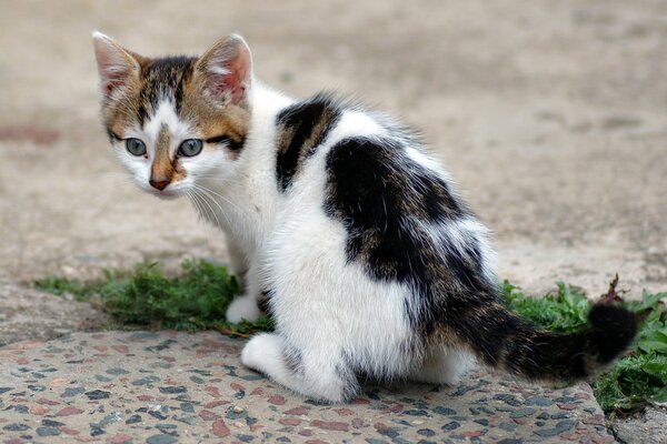 Gatito jugando al aire libre con la hierba