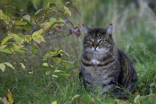 Gato gordito sentado en la hierba