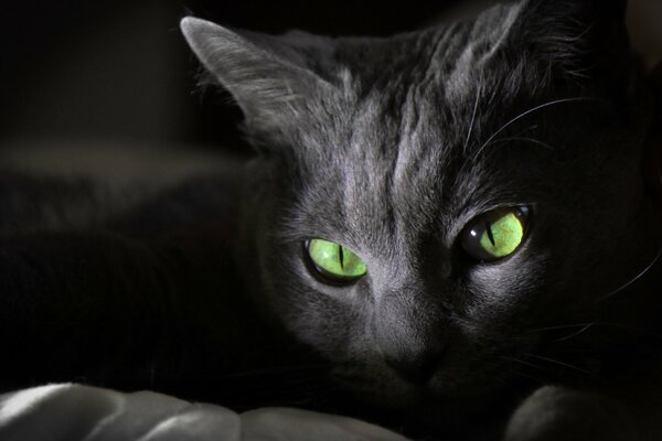 Gorgeous black cat with green eyes