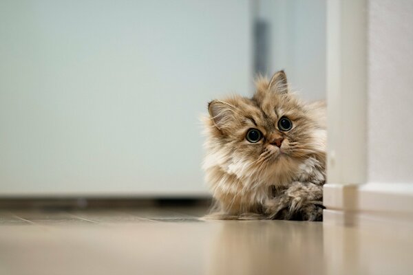 Eine flauschige Katze schaut um die Ecke