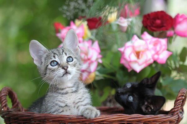 Zwei süße Kätzchen in einem Weidenkorb auf einem Hintergrund von Rosen