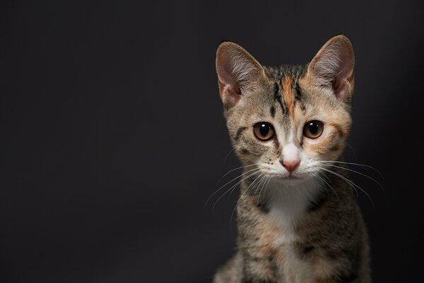 Cute kitten on a sulfur background