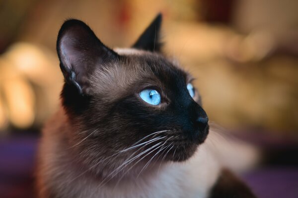 Gato siamés con ojos azules