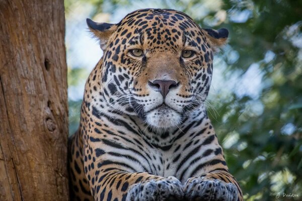 Jaguar descansa en un árbol alto