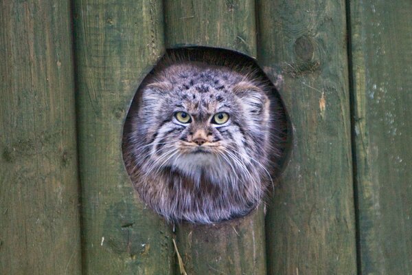 Chat embarrassé vu dans le trou de la clôture